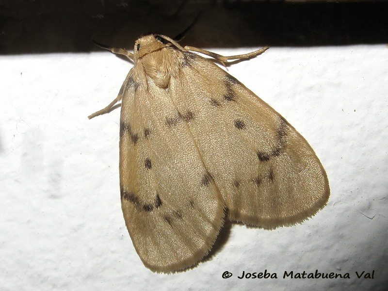 Paidia rica - Erebidae